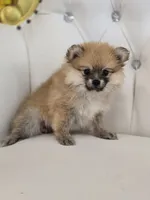 Star, a female Pomeranian for sale in Forney, TX – 4 of 4