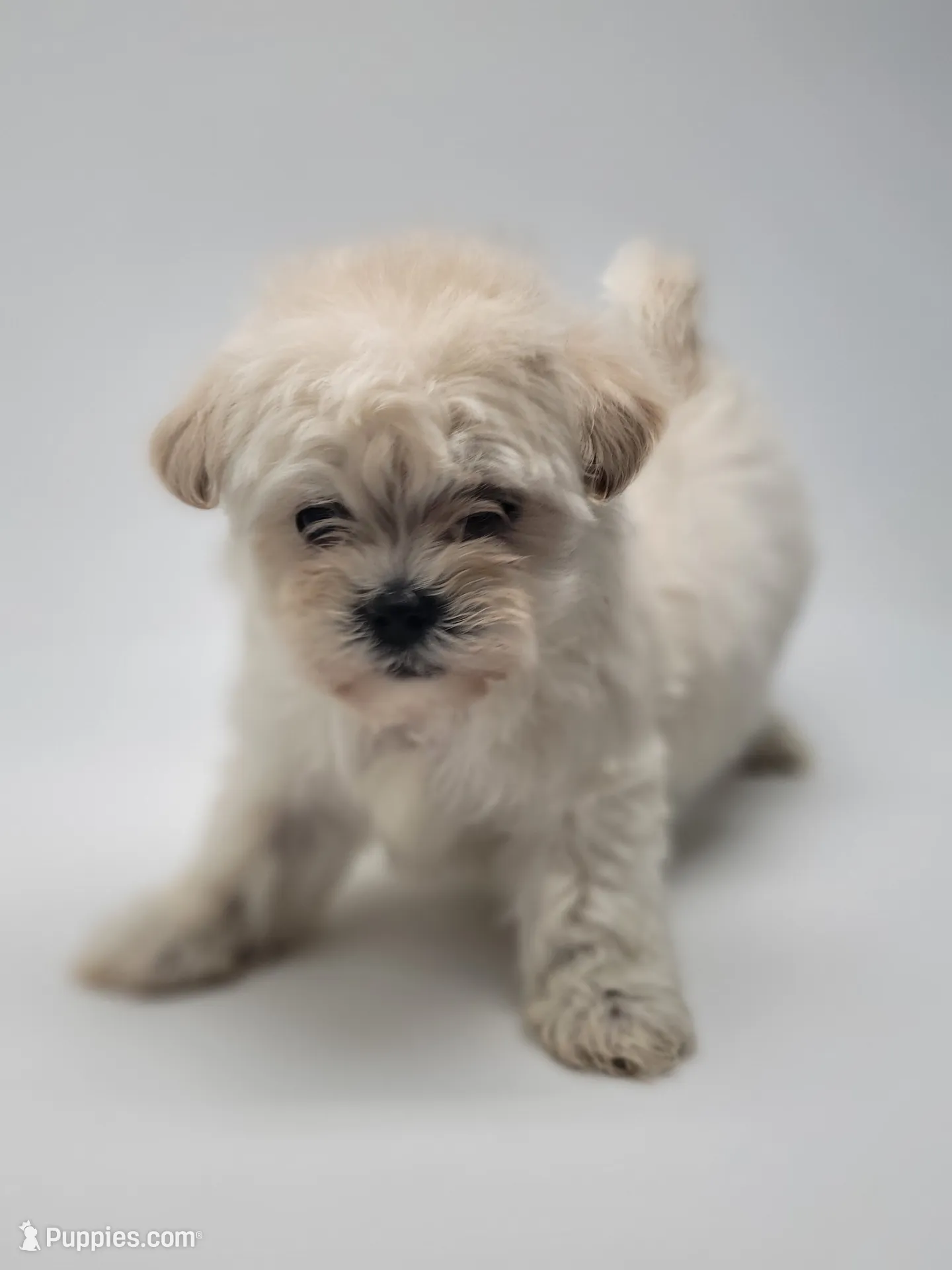 Snoopy, a male Maltipoo for sale in Forney, TX – 3 of 3