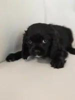 Rockey, a male Cocker Spaniel for sale in Forney, TX – 2 of 4