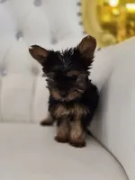 Darla, a female Yorkshire Terrier for sale in Forney, TX – 3 of 4