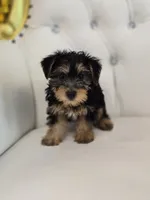 Daisy, a female Yorkshire Terrier for sale in Forney, TX – 3 of 5