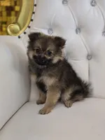 Sheeba, a female Pomeranian for sale in Forney, TX – 4 of 7