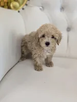 Blondie, a male Poodle - Toy  for sale in Forney, TX – 6 of 6