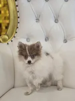 Kitara, a female Pomeranian for sale in Forney, TX – 3 of 4