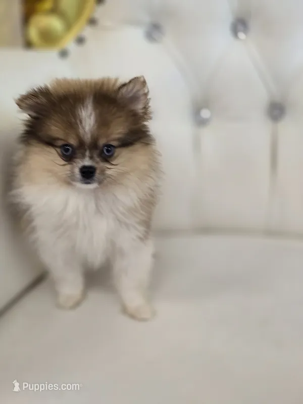 Macy – Pomeranian puppy for sale in Forney, TX