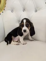 Bailey, a male Basset Hound for sale in Forney, TX – 5 of 6