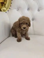 Rusty, a male Poodle - Miniature  for sale in Forney, TX – 4 of 5