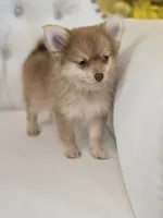 Shelly , a female Pomeranian for sale in Forney, TX – 4 of 4