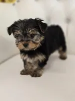 Lala, a male Yorkshire Terrier for sale in Forney, TX – Photo 4 of 4