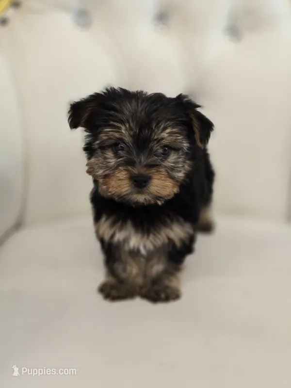 Lala, a male Yorkshire Terrier for sale in Forney, TX – Photo 1 of 4