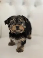 Lala, a male Yorkshire Terrier for sale in Forney, TX – Photo 2 of 4