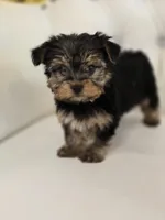 Lala, a male Yorkshire Terrier for sale in Forney, TX – Photo 3 of 4