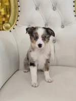 Austin, a male Miniature Australian Shepherd for sale in Forney, TX – 2 of 6