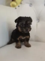 Darla, a female Yorkshire Terrier for sale in Forney, TX – 3 of 5