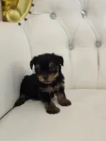 Danny, a male Yorkshire Terrier for sale in Forney, TX – 3 of 7