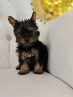 Darla, a female Yorkshire Terrier for sale in Forney, TX – 4 of 4