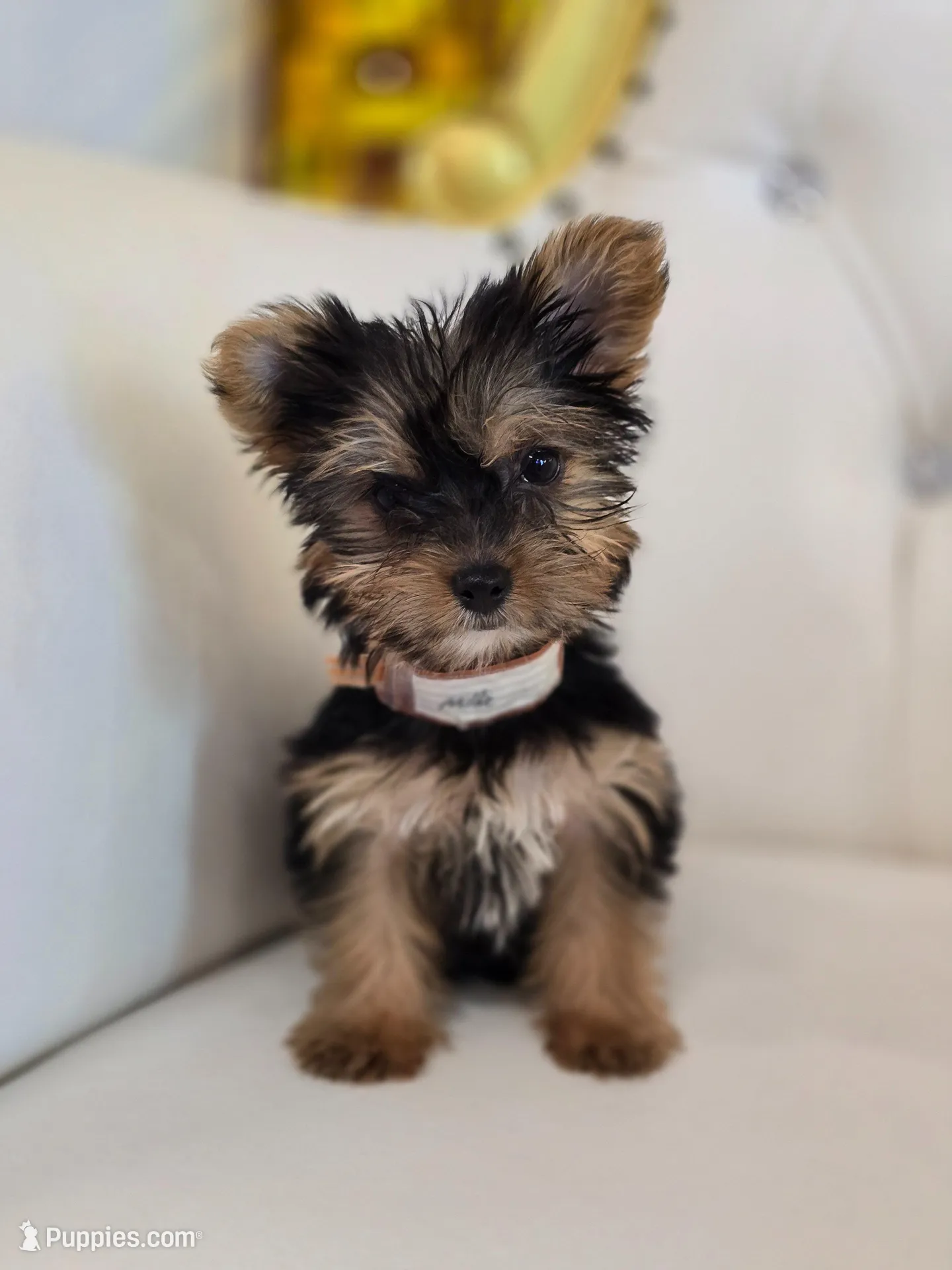 Darla – Yorkshire Terrier puppy for sale in Forney, TX