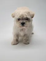 Snoopy, a male Maltipoo for sale in Forney, TX – 2 of 3