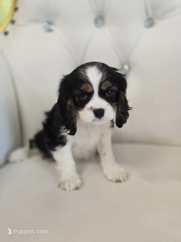 Charlie Brown – Cocker Spaniel puppy for sale in Forney, TX