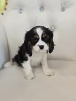 Charlie Brown, a male Cocker Spaniel for sale in Forney, TX – 1 of 4