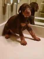 Nino, a male Doberman Pinscher for sale in Forney, TX – Photo 1 of 4