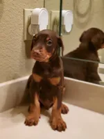 Nino, a male Doberman Pinscher for sale in Forney, TX – Photo 3 of 4