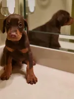 Nino, a male Doberman Pinscher for sale in Forney, TX – Photo 2 of 4