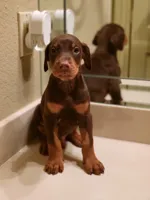 Nino, a male Doberman Pinscher for sale in Forney, TX – Photo 4 of 4