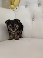 Minnie Mouse, a female Yorkshire Terrier for sale in Forney, TX – 4 of 5