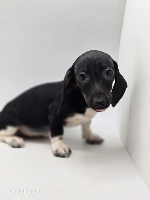 Bunni – Miniature Dachshund puppy for sale in Forney, TX