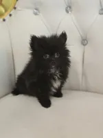 Midnight, a male Pomeranian for sale in Forney, TX – 3 of 4