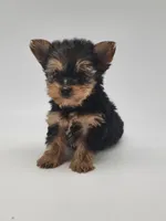 Tiny Sue, a female Yorkshire Terrier for sale in Forney, TX – Photo 2 of 2