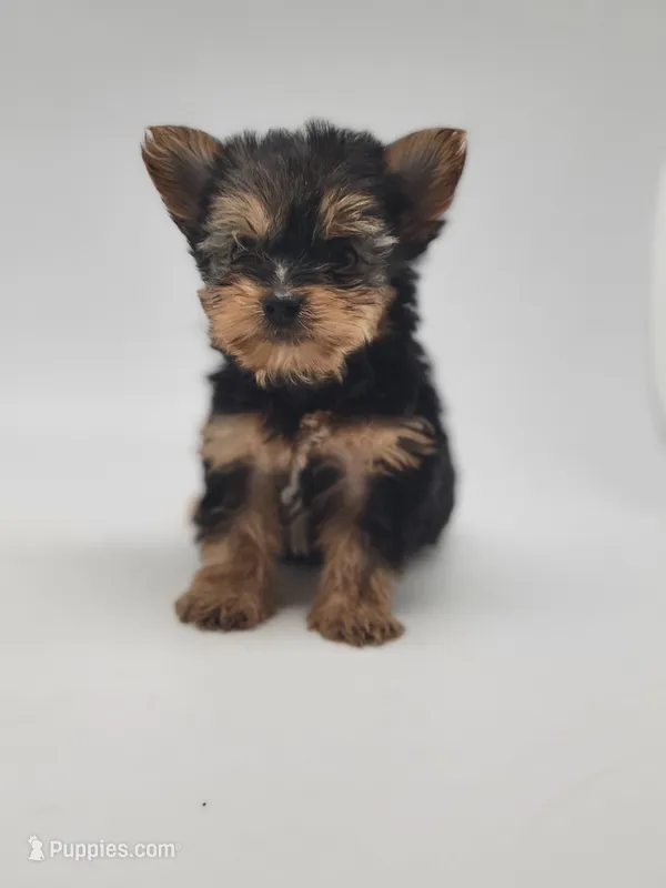 Tiny Sue, a female Yorkshire Terrier for sale in Forney, TX – Photo 1 of 2