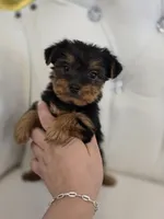 Bentley, a male Yorkshire Terrier for sale in Forney, TX – Photo 4 of 5