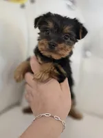 Bentley, a male Yorkshire Terrier for sale in Forney, TX – Photo 5 of 5