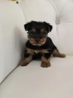 Bentley, a male Yorkshire Terrier for sale in Forney, TX – Photo 1 of 5