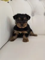 Bentley, a male Yorkshire Terrier for sale in Forney, TX – Photo 3 of 5