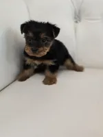 Bentley, a male Yorkshire Terrier for sale in Forney, TX – Photo 2 of 5