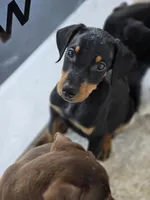 Echo, a female Doberman Pinscher for sale in Forney, TX – 2 of 4