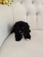 Midnight, a male Shih Tzu for sale in Forney, TX – 4 of 4
