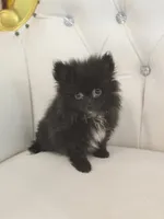 Midnight, a male Pomeranian for sale in Forney, TX – 2 of 4