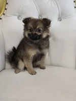 Sheeba, a female Pomeranian for sale in Forney, TX – 3 of 7