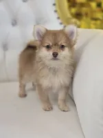 Shelly , a female Pomeranian for sale in Forney, TX – 3 of 4