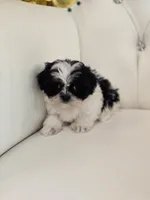 Lily, a female Shih Tzu for sale in Forney, TX – Photo 3 of 3