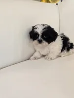 Lily, a female Shih Tzu for sale in Forney, TX – Photo 2 of 3