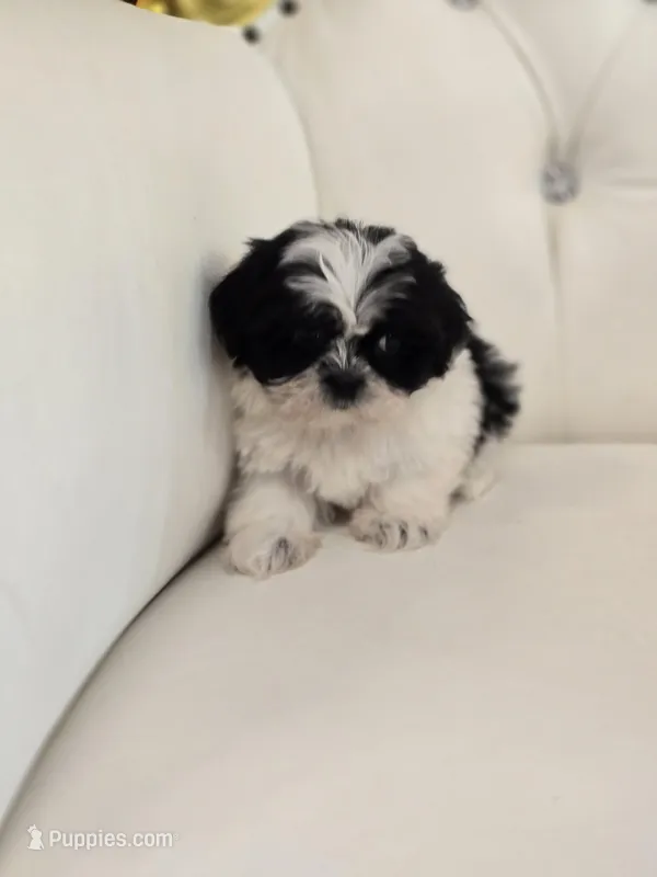 Lily – Shih Tzu puppy for sale in Forney, TX