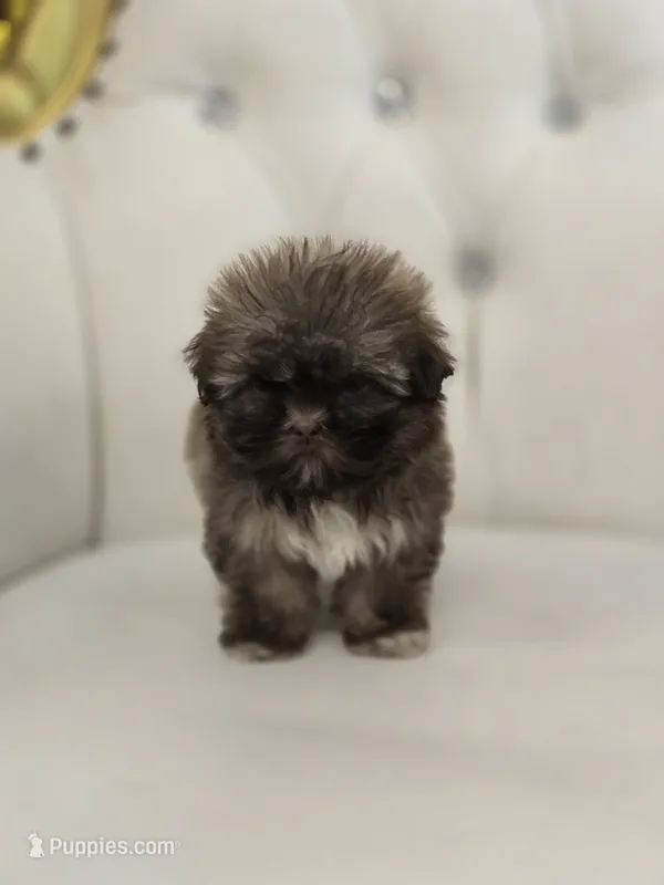 Einstein – Shih Tzu puppy for sale in Forney, TX