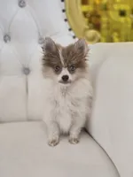 Kitara, a female Pomeranian for sale in Forney, TX – 1 of 4