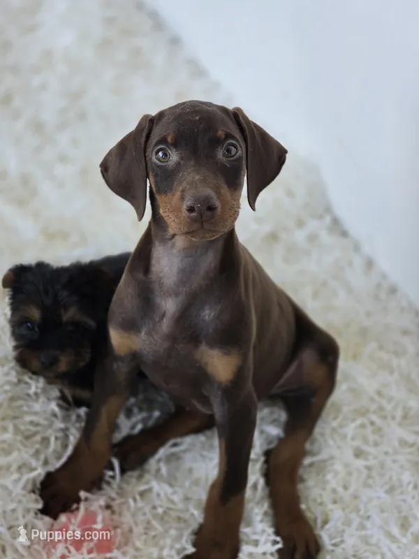Lala – Doberman Pinscher puppy for sale in Forney, TX