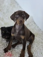 Lala, a female Doberman Pinscher for sale in Forney, TX – 1 of 2